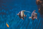 海洋生物