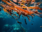 海洋生物
