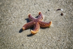 海洋生物
