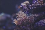 海洋生物