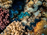 海洋生物