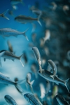 海洋生物