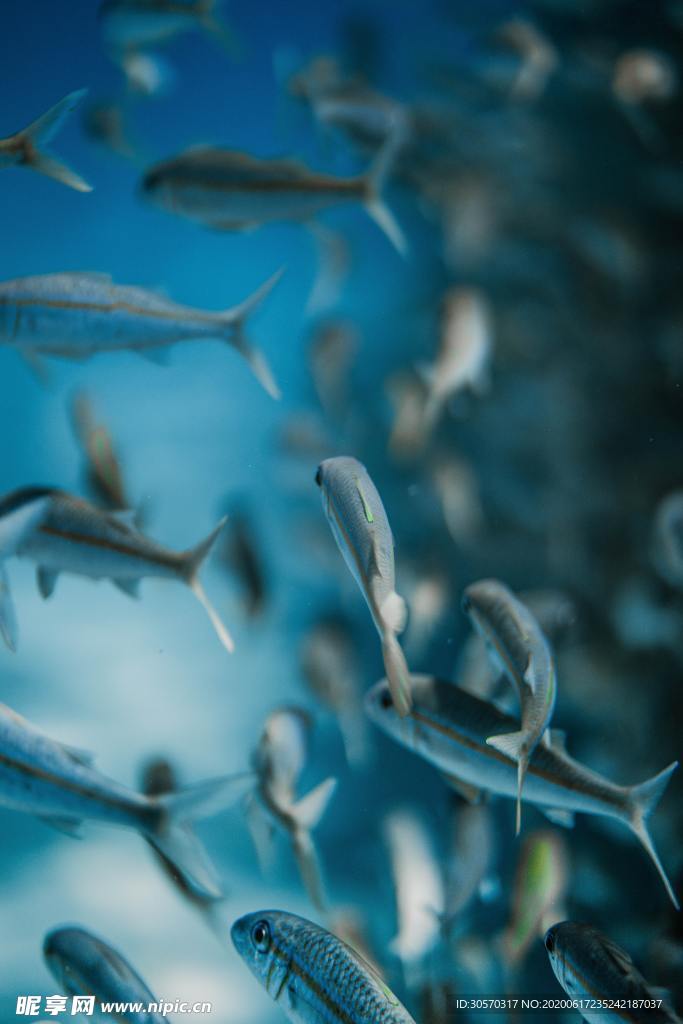 海洋生物