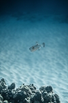 海洋生物