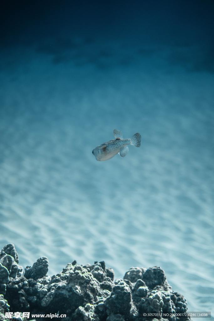 海洋生物