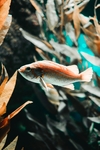 海洋生物