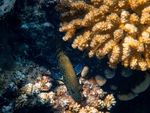 海洋生物