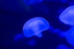 海洋生物