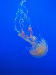 海洋生物