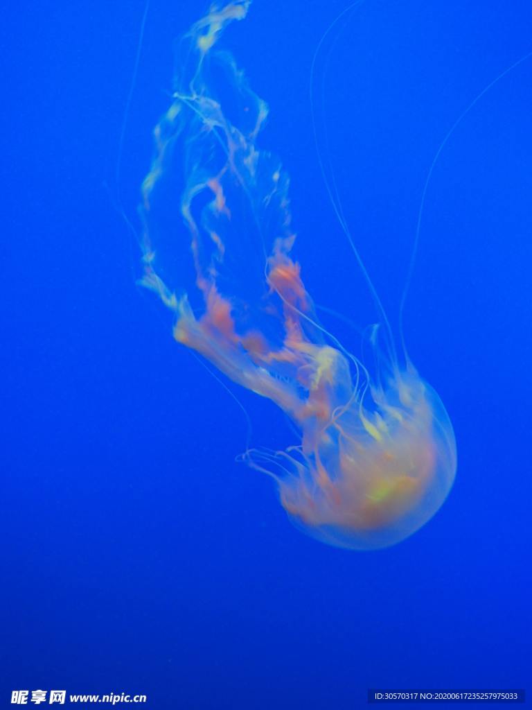 海洋生物