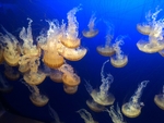 海洋生物