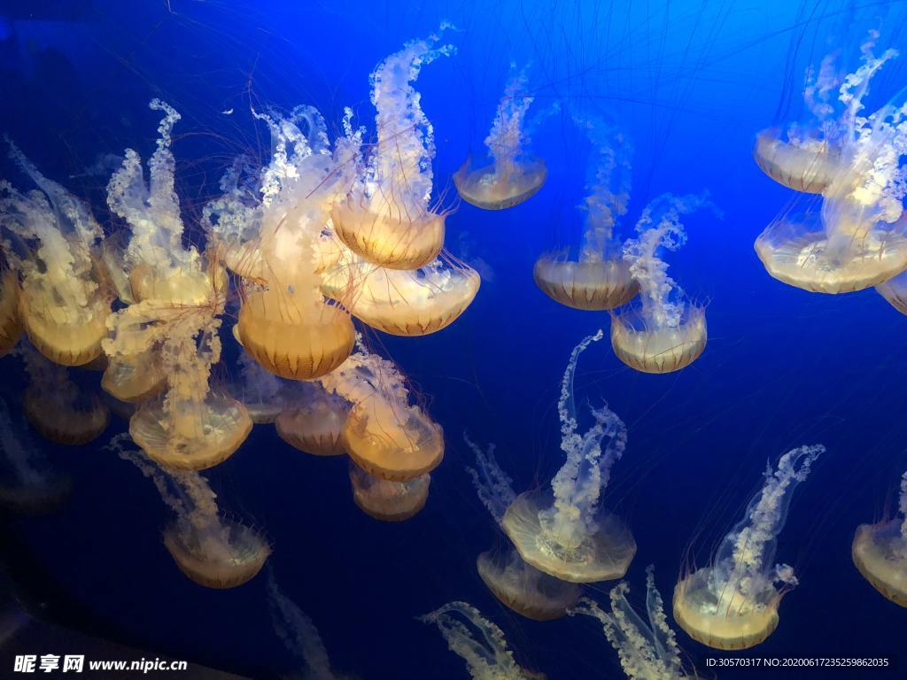 海洋生物