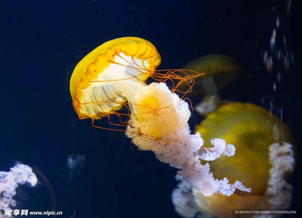 海洋生物