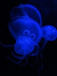 海洋生物