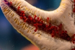 海洋生物