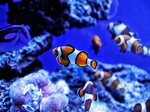 海洋生物