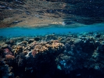 海洋生物