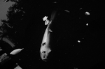 海洋生物