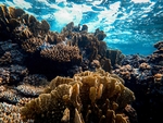 海洋生物