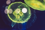 海洋生物