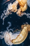 海洋生物