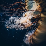 海洋生物