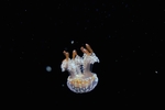 海洋生物