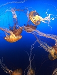 海洋生物