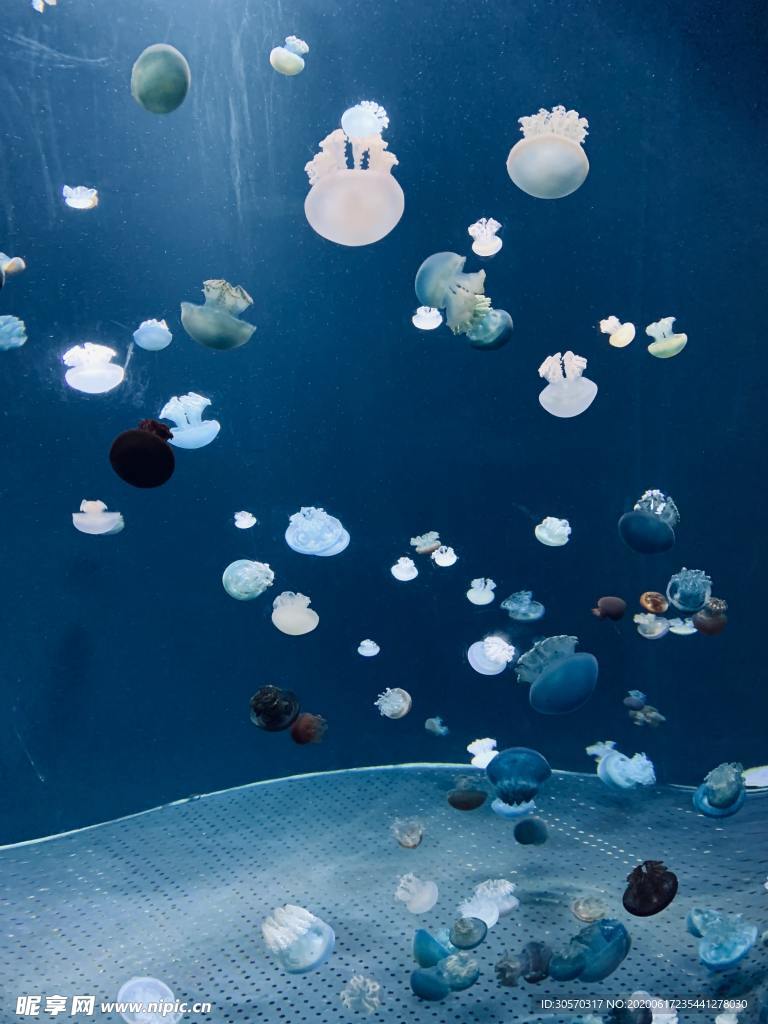 海洋生物