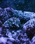 海洋生物