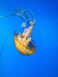 海洋生物