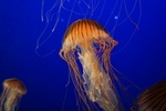 海洋生物