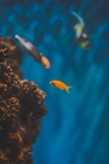 海洋生物