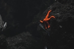 海洋生物