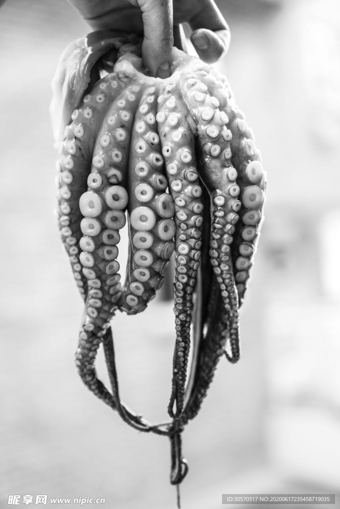 海洋生物