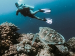 海洋生物