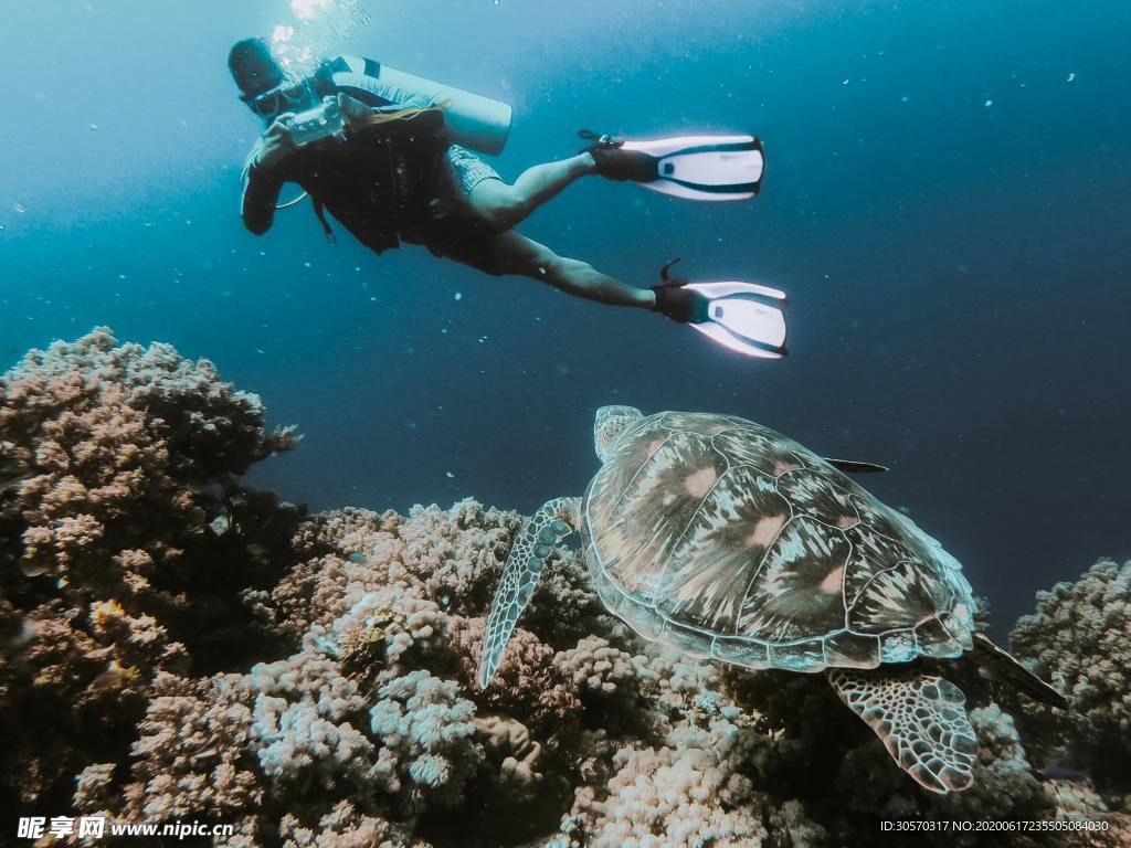 海洋生物