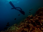 海洋生物