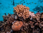 海洋生物