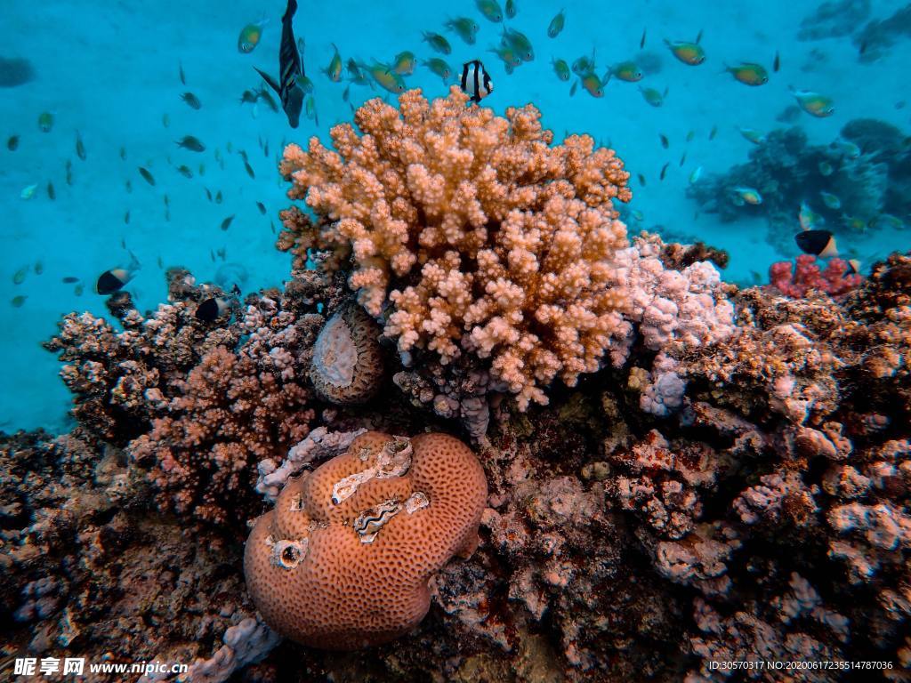 海洋生物