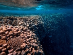 海洋生物