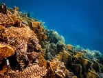海洋生物