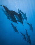 海洋生物