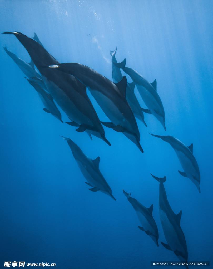 海洋生物