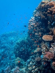 海洋生物
