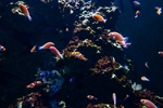 海洋生物