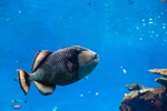 海洋生物
