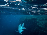 海洋生物