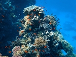 海洋生物