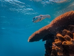 海洋生物